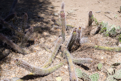 Trichocereus quadratiumbonatus