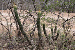 Trichocereus quadratiumbonatus