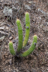 Trichocereus quadratiumbonatus