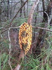 Cronartium
