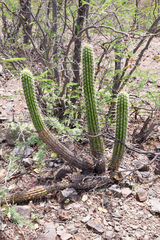 Trichocereus quadratiumbonatus