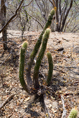 Trichocereus quadratiumbonatus