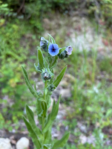 blue hound's-tongue