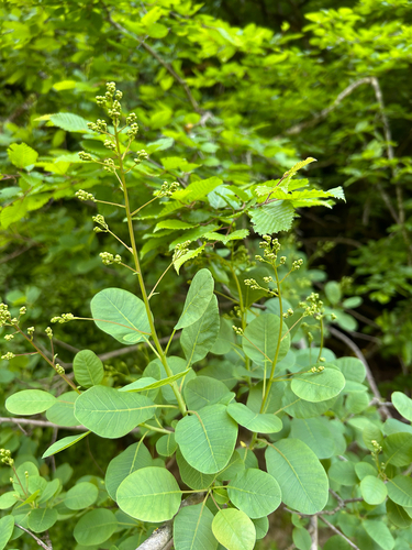 Smokebush
