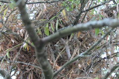 Pseudocheirus occidentalis