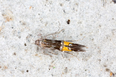 Cosmopterix scribaiella