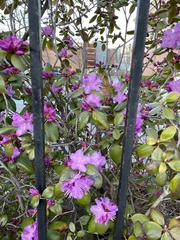 Rhododendron