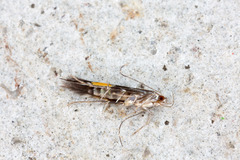 Cosmopterix scribaiella