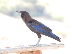 Corvus capensis capensis