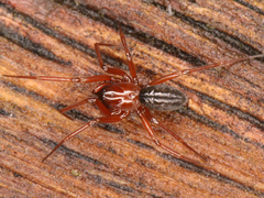 Araneae