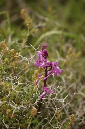 Orchis anatolica, photograph 2