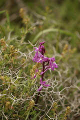 author not stated, no rights reserved Orchis anatolica, photograph author not stated, no rights reserved