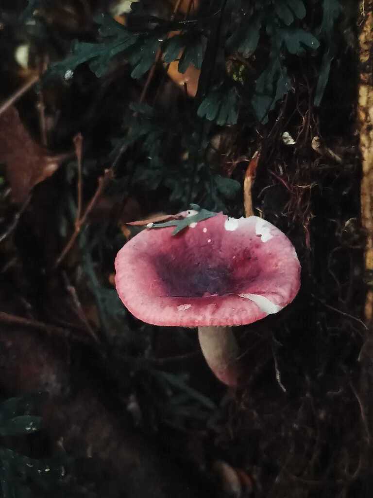 Russula nothofaginea