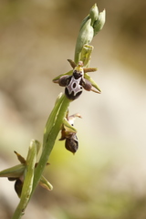 Ophrys cretica, photograph author not stated, no rights reserved