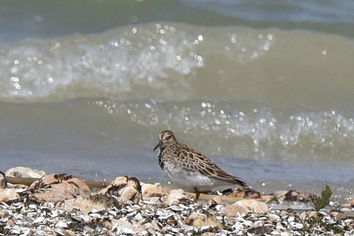 Correlimos pectoral (Calidris melanotos)