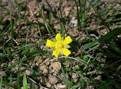 Potentilla verna