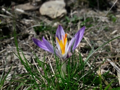 Crocus versicolor