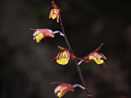 Dunn's Tainia