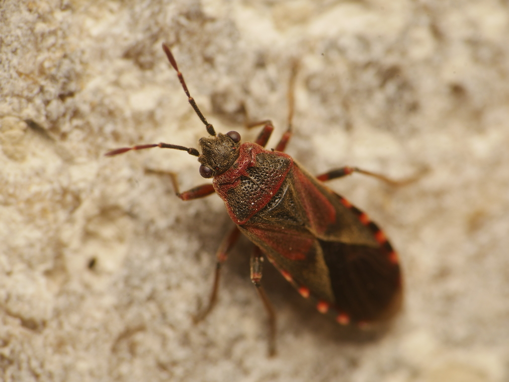 Elm Seed Bug (Arthropods of the Jordan River Nature Center) · iNaturalist