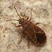 Elm Seed Bug - Photo (c) Alexis, some rights reserved (CC BY), uploaded by Alexis