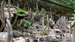 Alloclavaria