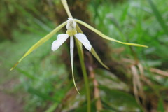 Epidendrum macroophorum