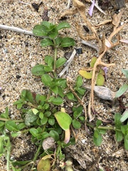 Polycarpon tetraphyllum tetraphyllum