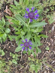 Centaurea montana