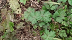 Geranium phaeum