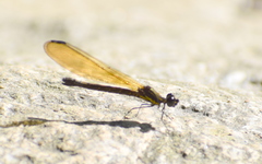 Chlorocyphidae