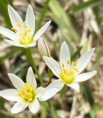 Nothoscordum bivalve
