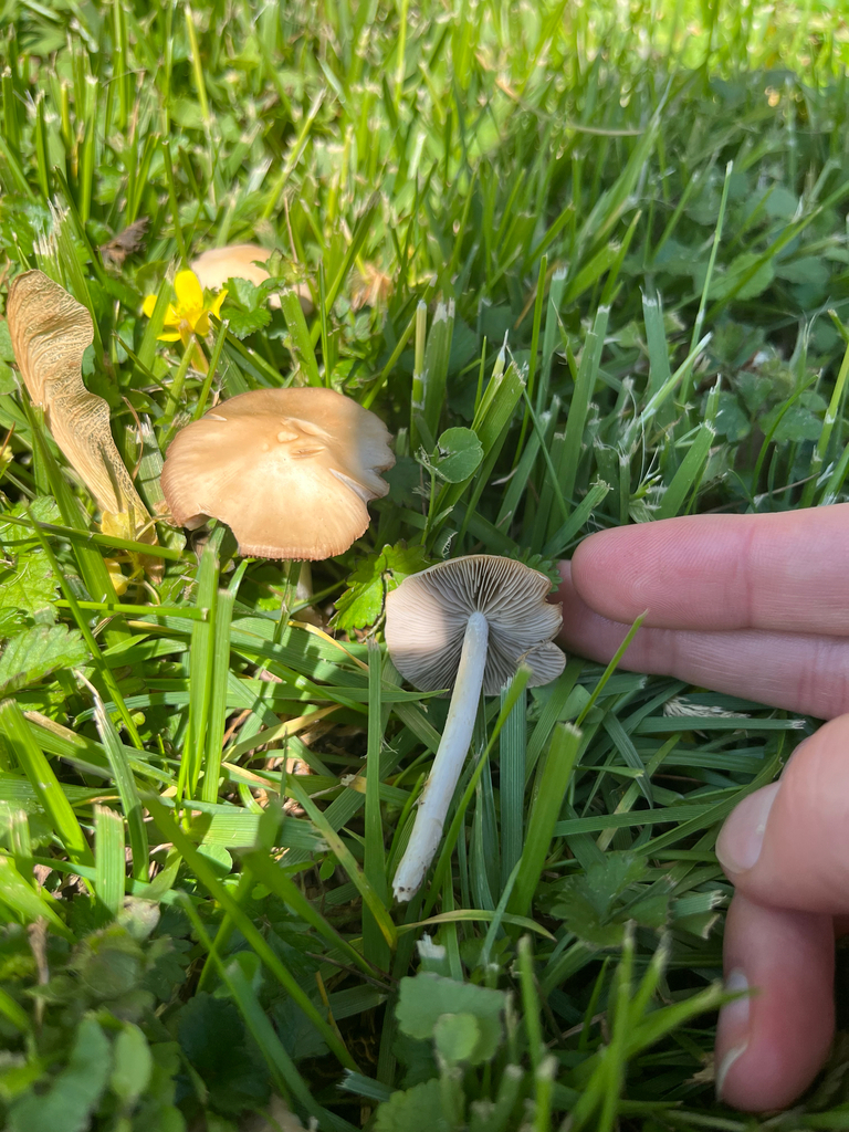 Candolleomyces candolleanus · May 2026 · photo: © joshua_huber (iNaturalist, cc-by-sa)