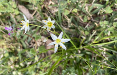 Nothoscordum bivalve