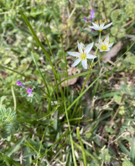 Nothoscordum bivalve
