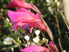 Gladiolus communis