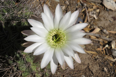 Echinopsis leucantha