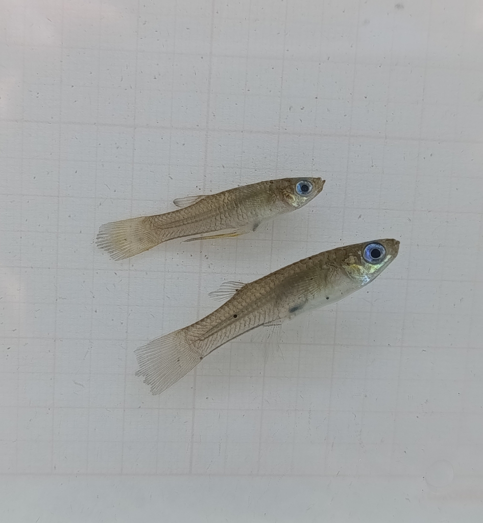 Santa Elena Livebearer