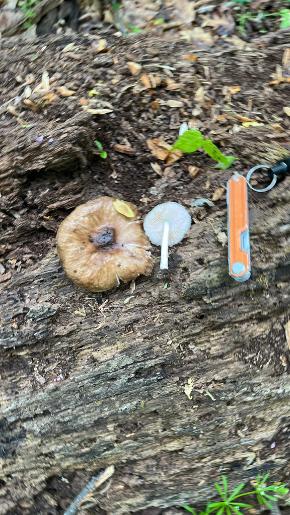 Pluteus cervinus · April 2026 · photo: © joshua_huber (iNaturalist, cc-by-sa)