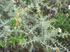 Ulex eriocladus