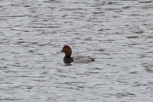 Aythya americana