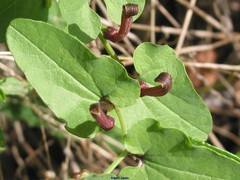 Aristolochia paucinervis