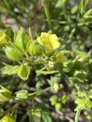 Emmenanthe penduliflora