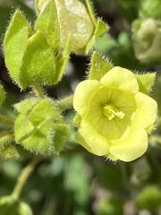 Emmenanthe penduliflora