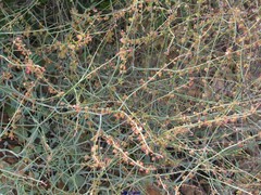 Rumex induratus