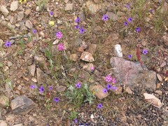 Silene scabriflora