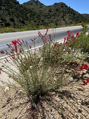 Ipomopsis tenuifolia