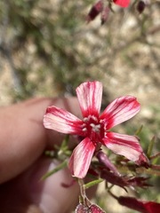 Ipomopsis tenuifolia