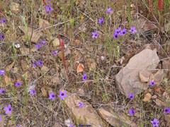 Campanula lusitanica