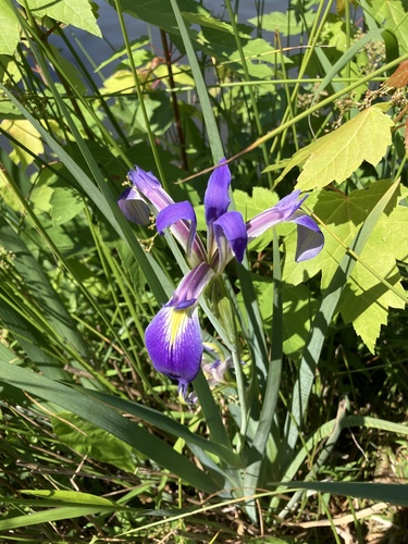 Iris brevicaulis, photograph 6