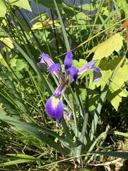 Iris brevicaulis, photograph (c) arborizations, some rights reserved (CC BY)